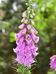 Attēlu rezultāti vaicājumam “Digitalis purpurea”