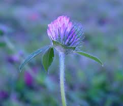 Attēlu rezultāti vaicājumam “Trifolium pratense flower”