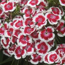 Image result for Dianthus barbatus