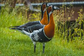 Image result for Branta ruficollis