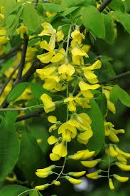 Attēlu rezultāti vaicājumam “Laburnum alpinum fruit”