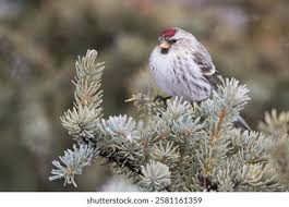 Attēlu rezultāti vaicājumam “Carduelis flammea female”