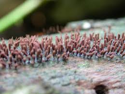 Attēlu rezultāti vaicājumam “Comatricha laxa”