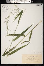 Attēlu rezultāti vaicājumam “Cinna latifolia”