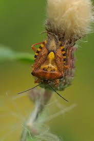 Attēlu rezultāti vaicājumam “Carpocoris sp.”