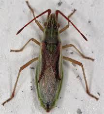 Attēlu rezultāti vaicājumam “Myrmus miriformis”