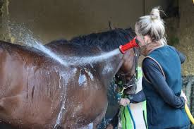 Image result for heiss tehron