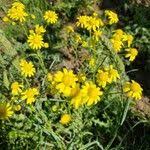Attēlu rezultāti vaicājumam “Senecio vernalis flower”