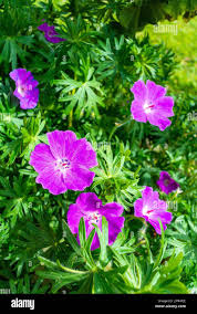Attēlu rezultāti vaicājumam “Geranium sanguineum flower”