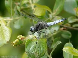 Attēlu rezultāti vaicājumam “Libellula fulva male”