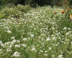 Attēlu rezultāti vaicājumam “Lobularia maritima”
