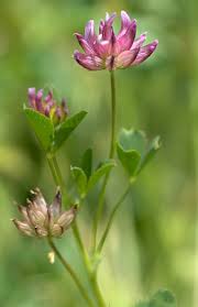 Attēlu rezultāti vaicājumam “Trifolium medium bud”