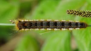 Attēlu rezultāti vaicājumam “Euthrix potatoria imago”