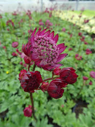 Attēlu rezultāti vaicājumam “Astrantia major fruit”