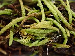 Attēlu rezultāti vaicājumam “Myurella julacea”