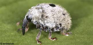 Attēlu rezultāti vaicājumam “Hypocaccus rugiceps”