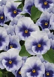 Image result for Viola wittrockiana