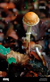 Attēlu rezultāti vaicājumam “Clavulinopsis cinerioides”