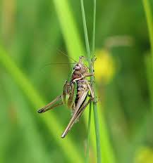 Attēlu rezultāti vaicājumam “Metrioptera brachyptera”