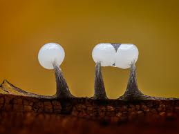 Attēlu rezultāti vaicājumam “Collaria rubens macro”