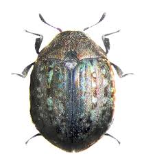 Attēlu rezultāti vaicājumam “Cytilus sericeus”