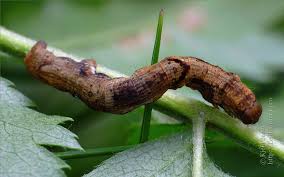 Attēlu rezultāti vaicājumam “Ectropis crepuscularia”