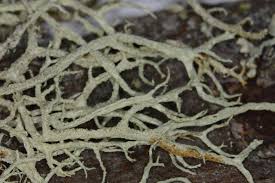 Attēlu rezultāti vaicājumam “Evernia mesomorpha”