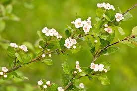 Attēlu rezultāti vaicājumam “Crataegus laevigata flower”