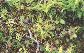 Attēlu rezultāti vaicājumam “Pinguicula alpina”