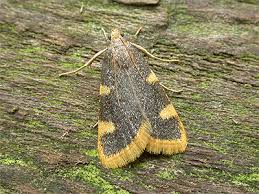 Attēlu rezultāti vaicājumam “Hypsopygia costalis”