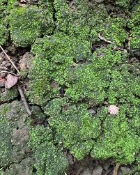 Attēlu rezultāti vaicājumam “Dicranum spurium”