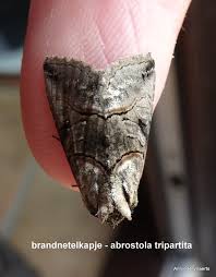 Attēlu rezultāti vaicājumam “Abrostola tripartita”