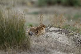 Image result for Burhinus oedicnemus