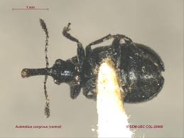 Attēlu rezultāti vaicājumam “Attelabidae”