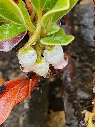 Attēlu rezultāti vaicājumam “Arctostaphylos uva-ursi fruit”