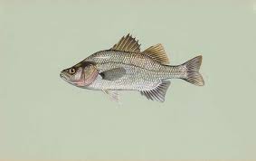 Image result for Morone chrysops