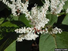 Attēlu rezultāti vaicājumam “Reynoutria japonica flower”