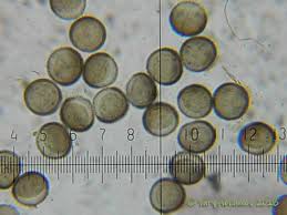 Attēlu rezultāti vaicājumam “Licea minima macro”