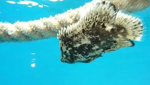 Image result for Lobotes surinamensis