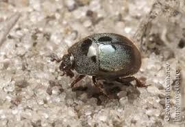 Attēlu rezultāti vaicājumam “Histeridae”