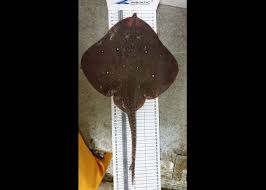 Image result for Leucoraja