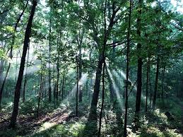 Image result for Thorn Park L T C