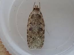 Attēlu rezultāti vaicājumam “Agonopterix heracliana”