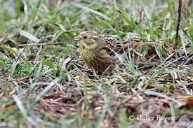 Attēlu rezultāti vaicājumam “Emberiza citrinella juvenile”