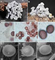Attēlu rezultāti vaicājumam “Didymium bahiense spores”