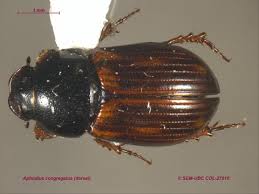 Attēlu rezultāti vaicājumam “Aphodius subterraneus imago”