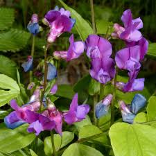 Attēlu rezultāti vaicājumam “Lathyrus laevigatus”