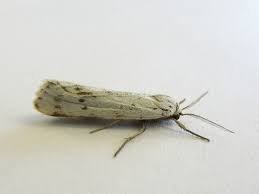 Attēlu rezultāti vaicājumam “Coscinia cribraria imago”