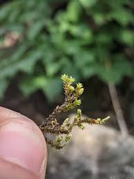 Attēlu rezultāti vaicājumam “Schistidium apocarpum”