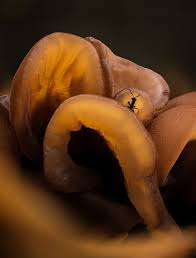 Attēlu rezultāti vaicājumam “Trichia ambigua spores”